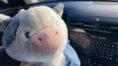 Hyundai TUCSON 1.6 TGDi N Line S 5dr 2WD Petrol Estate